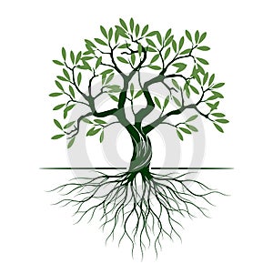 Olive tree on white background. Vector Illustration and concept pictogram