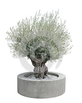 Olive tree white In a round cement pot isolated on white background