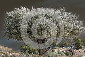 Olive tree in winter in the mountains of Alicante, Spain