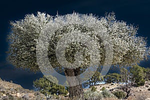 Olive tree in winter in the mountains of Alicante, Spain