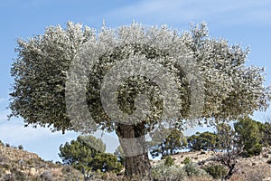 Olive tree in winter in the mountains of Alicante, Spain