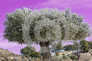 Olive tree in winter in the mountains of Alicante, Spain
