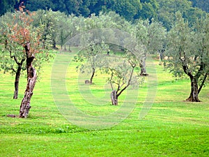 Olive trees