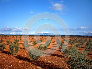 Olive trees