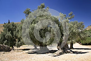 Olive Trees