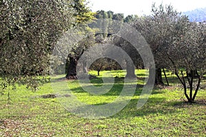 Olive trees