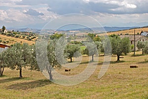 Olive trees