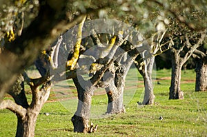 Olive trees photo