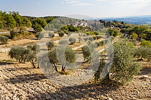 Olive Trees