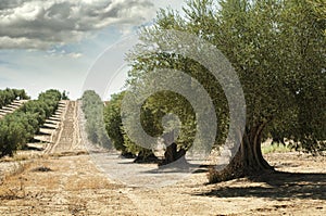 Olive trees