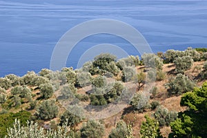 Olive trees