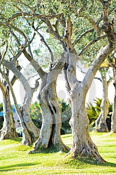 Olive trees