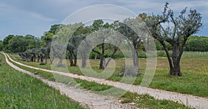 Olive trees