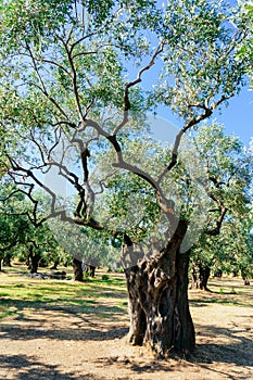 Olive trees