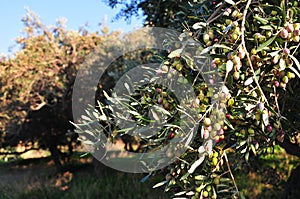 Olive trees photo