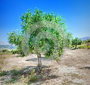 Olive trees