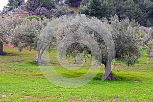 Olive Trees