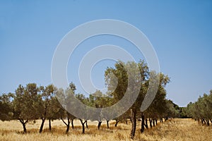 Olive trees