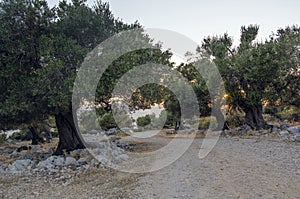 Olive trees