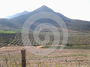 Olive trees against the mountain of Riebeek Vallei in middle August photo