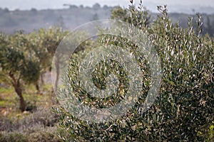 Olive trees in Alon Shvut, Israel