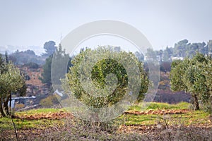 Olive trees in Alon Shvut, Israel