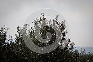 Olive trees in Alon Shvut, Israel