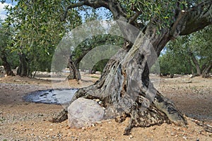 Olive trees