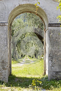 Olive Trees Through The Archway photo