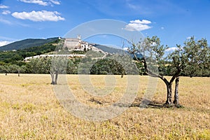 Olive trees in Assisi village in Umbria region, Italy. The town is famous for the most important Italian Basilica dedicated to St