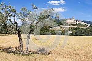 Olive trees in Assisi village in Umbria region, Italy. The town is famous for the most important Italian Basilica dedicated to St