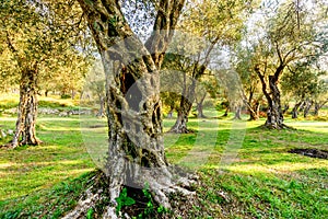 Olive trees in autumn in Valdanos, Ulcinj,Montenegro photo