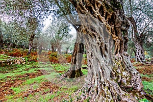 Olive trees in autumn in Valdanos, Ulcinj,Montenegro photo