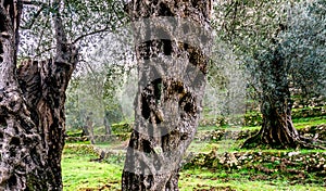 Olive trees in autumn in Valdanos, Ulcinj,Montenegro