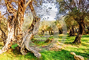 Olive trees in autumn in Valdanos, Ulcinj,Montenegro photo