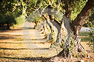 Olive trees background on blurred background. Olive trees on a grove in Salento, Puglia, Italy. Traditional plantation of olive