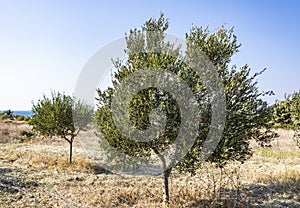Olive Trees Background In Greece