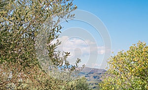 Olive trees banches with mountains and fields.