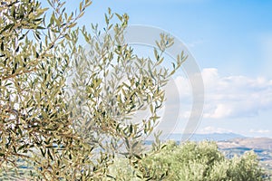 Olive trees banches with mountains and fields.