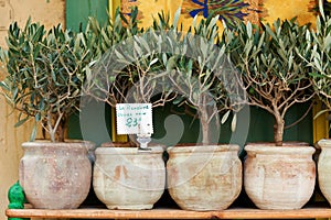 Olive trees bonsai