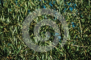 Olive trees branches full of fruits in a farm