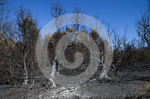 Olive trees burnt to the ground in a forest fire - Pedrogao Grande photo