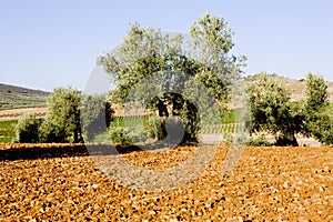 Olivový stromy, 