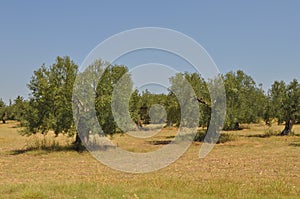 Olive trees in Chalkidiki