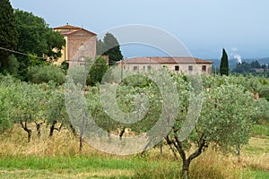 Olive trees of Chianti at Ponte agli Stolli