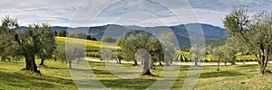 Olive trees with cloudy skies in the tuscan countryside. Italy