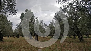 Olive trees and cloudy skies. photo