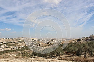 Olive trees in the countryside outside of Bethlehem, West Bank, Palestine