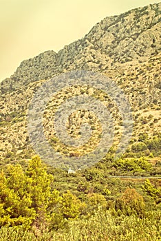 Olive Trees - Croatia - vingage version