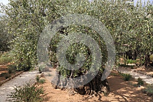 Olive trees in Dominus Flevit Church